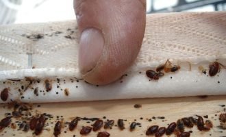 Bed-Bugs-Pest-Control-Service Bed-Bugs-Pest-Control-Service